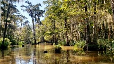 New Orleans - Swamp